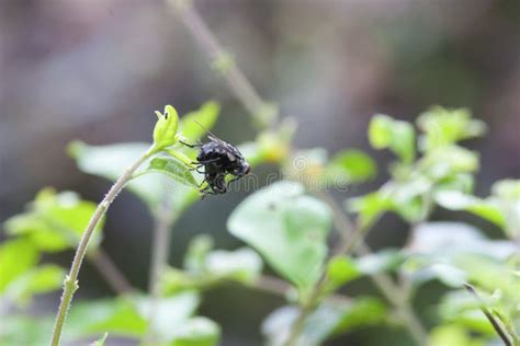 Wild Fly Diptera Having Sex Mating Fly Insect Isolated Stock Image