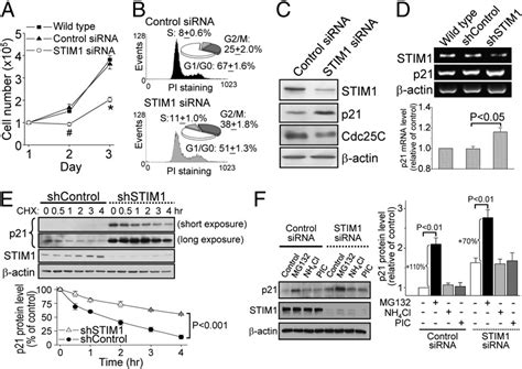 Stim Influences Cell Cycle Progression A Stim Knockdown