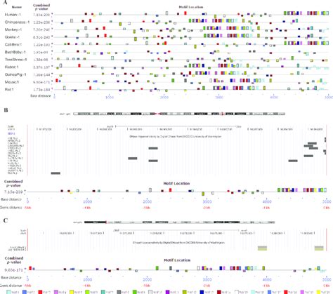 Block diagram showing occurrence of conserved motifs. (A) Location of ...