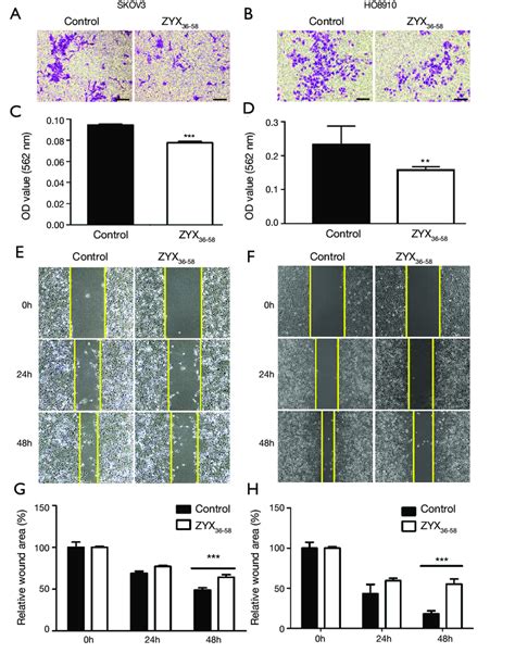 Peptide Zyx Significantly Inhibits The Invasion And Migration Of