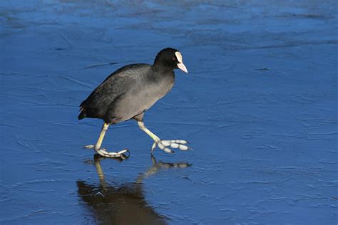 Wildlife on the Norfolk Broads - Broads Escapes