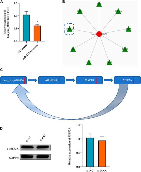 Frontiers Hsa Circ 0008870 Suppresses Bone Formation Of Growth Plate