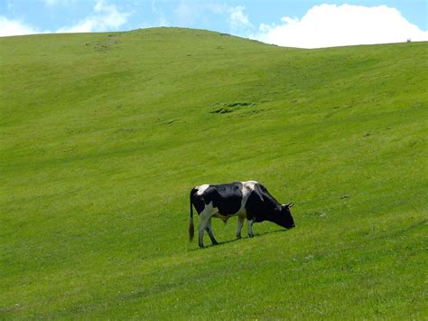 Green Cow Free Photo Download Freeimages