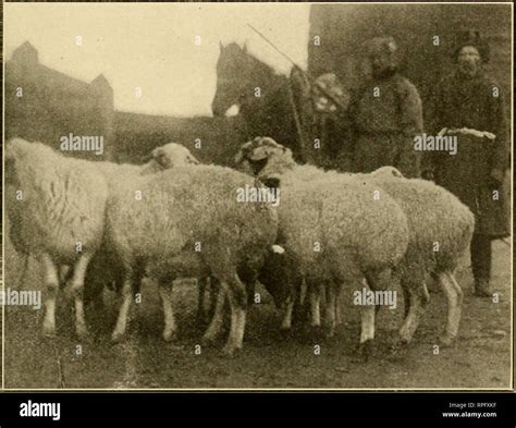 Fat Tail Sheep Hi Res Stock Photography And Images Alamy