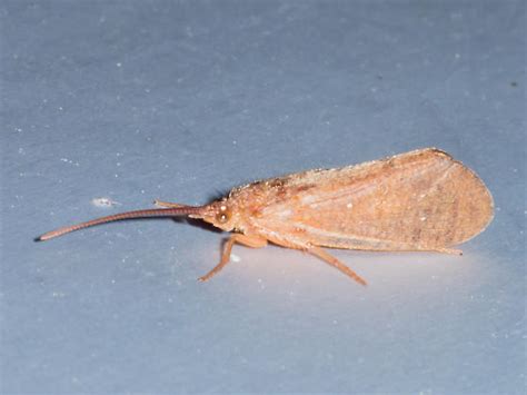 Large Orange Caddisfly Bugguidenet