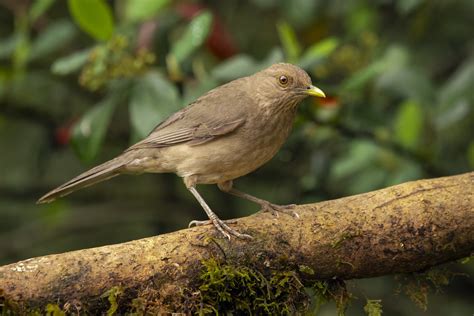 Turdus Grayi Clay Colored Thrush Mirla Parda La Ceja Flickr