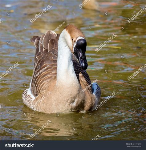 Chinese Goose Breed Domesticated Goose Descended Stock Photo 511731214