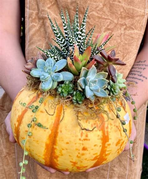 Succulent Pumpkin Workshop 11am Water Plants Terra Sol Garden