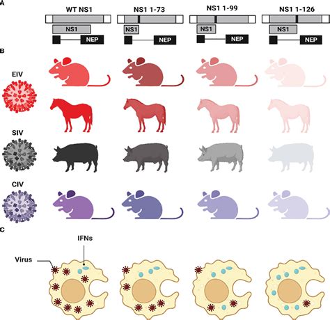 Frontiers Antiviral Responses Versus Virus Induced Cellular Shutoff