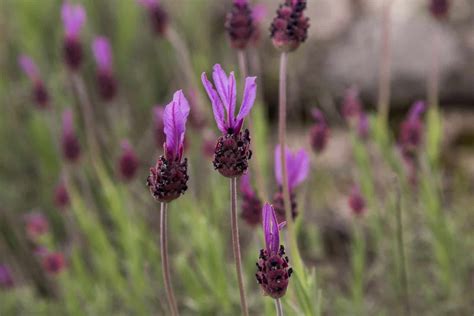 Is Lavender Drought-Tolerant And Which Types Are Best For Dry Environments?