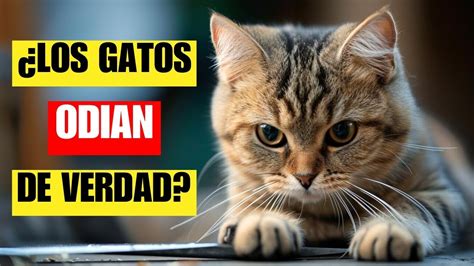 Se Ales Que Te Ayudar N A Saber Si Tu Gato Te Odia Ten Cuidado