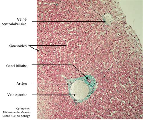 Anatomie Du Foie Et Des Voies Biliaires Chb Hôpital Paul Brousse Villejuif