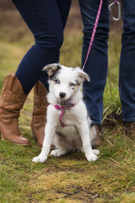 Puppy Love: Opal the Border Collie-Australian Shepherd Mix - Daily Dog Tag