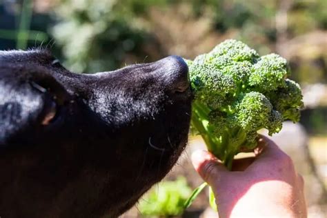 ¿pueden Los Perros Comer Brócoli Una Guía Completa Para Dueños De Perros