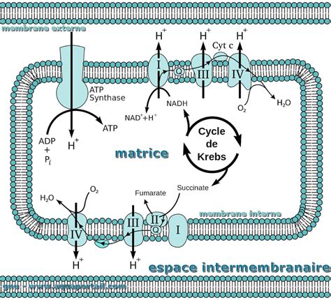 Chaîne Respiratoire Définition Et Explications