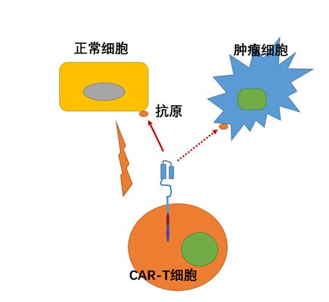 邦耀生物 深度分析： Car T的安全性