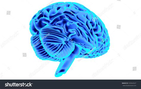 Human Brain 3d Render Stock Illustration 559943527