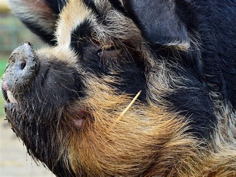 Kunekune Pigs - A Backyard Pig Breed - Northern Nester