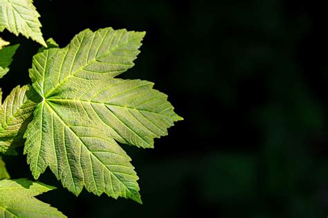 Identify Maple, Sycamore, and Sweetgum Leaves