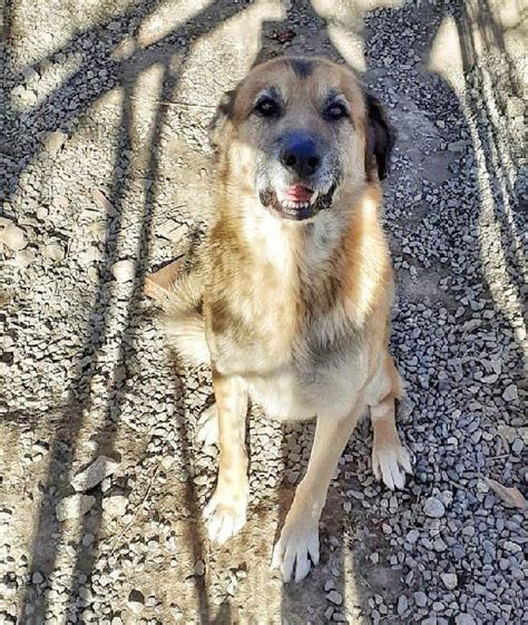 Argo Pastore Tedesco Cerca Una Famiglia Cane A Asti In Regalo