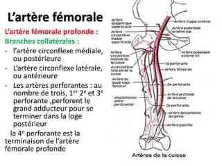 Anatomie Vascularisation Du Membre Inferieur Pdf