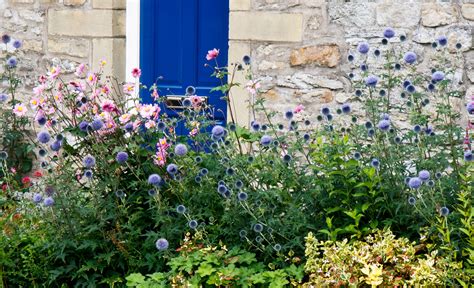 Garden Flowers Free Stock Photo - Public Domain Pictures