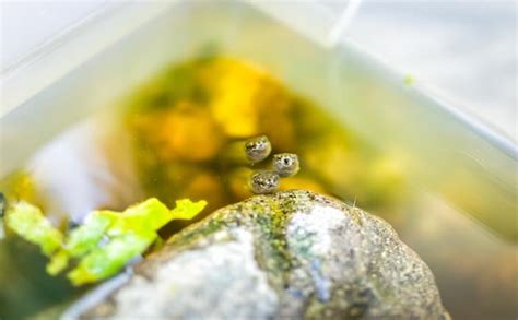 What Do Tadpoles Eat? Feeding and Raising Tadpoles - Everything Reptiles