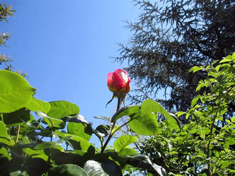 Rosa In Cielo Eli B Flickr