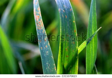 Wheat Leaf Rust Puccinia Triticina Fungal Stock Photo