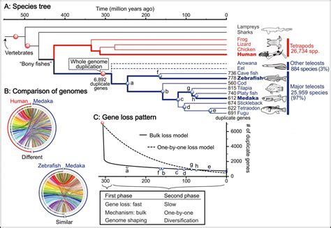 Gene Loss Pattern After Teleos Image Eurekalert Science News Releases