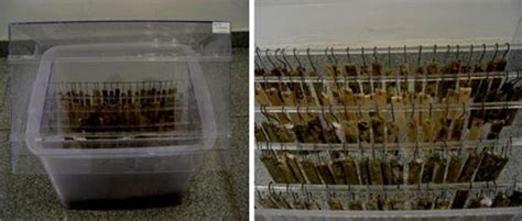 Bamboo Samples In An Auto Control Incubator According To AWPA E 24 12