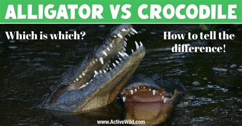 Alligator Vs Crocodile The Difference Between Alligators And Crocodiles