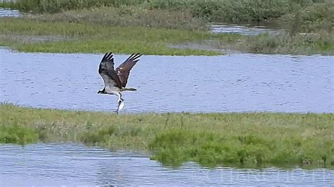 Águila pescadora inv en lo suyo Vuelta Ostrera YouTube