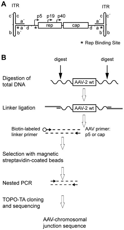 Linker Selection Mediated Lsm Pcr For Cloning Of Chromosomal Aav