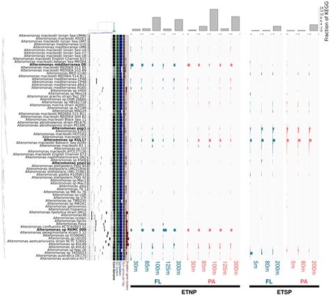 Frontiers Metaomics Unveils The Contribution Of Alteromonas Bacteria