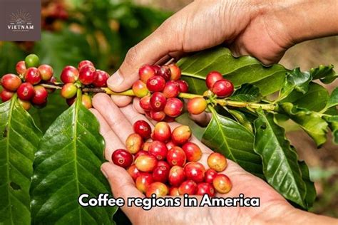 Coffee Regions In The World