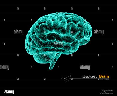 Human Brain X Ray Anatomy Structure Human Brain Anatomy 3d