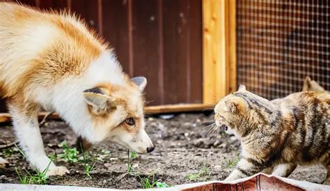 Do Fox Eat Cats? - DiscoveryNatures