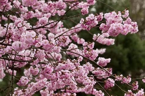 9 lange blühende Sträucher für Garten Kübel SCHÖNER WOHNEN