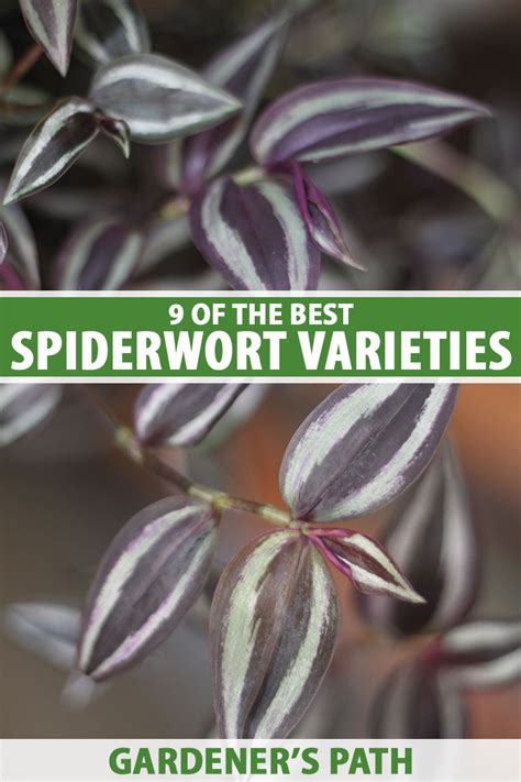 9 of the Best Spiderwort (Tradescantia) Varieties | Gardener’s Path