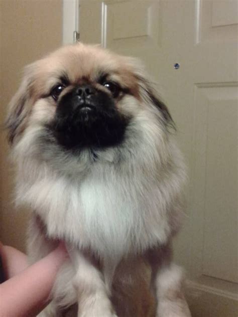 Adopted This Is Pogo The Pekingese He Is A Quiet Little Guy And Oh So