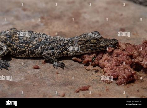 Cocodrilo Del Nilo Crocodylus Niloticus Corocodilidae Namibia