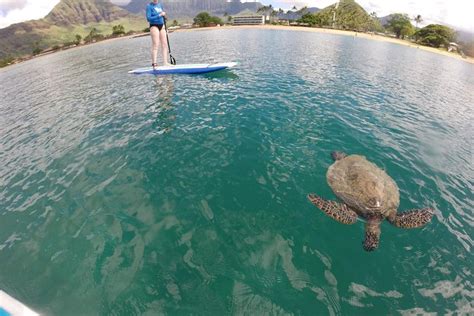 Tripadvisor Pokai Bay Stand Up Paddleboard Einführung Zur Verfügung