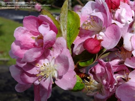 Plantfiles Pictures Malus Flowering Crabapple Van Eseltine Malus