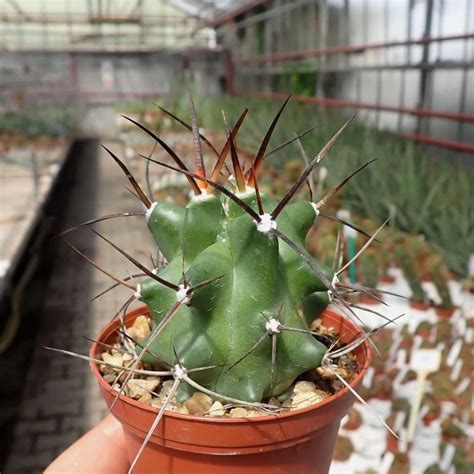 Echinocereus triglochidiatus x pectinatus v. rutowiorum - Uhlig Kakteen ...