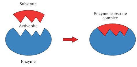 Substrate Meaning Examples Types And More Learn Important Terms