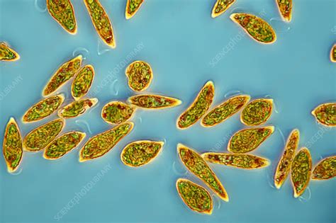 Euglena Gracilis Protozoan Algae Light Micrograph Stock Image C