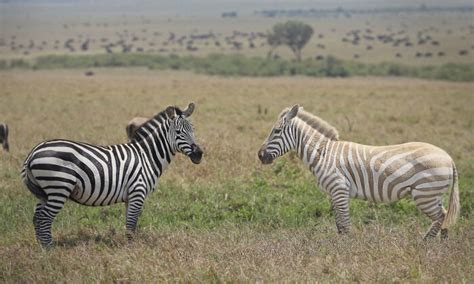 Couple On Safari Capture Photos Of Extremely Rare White Zebra Grazing