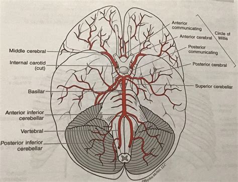 Major Blood Supply To The Brain Diagram Quizlet