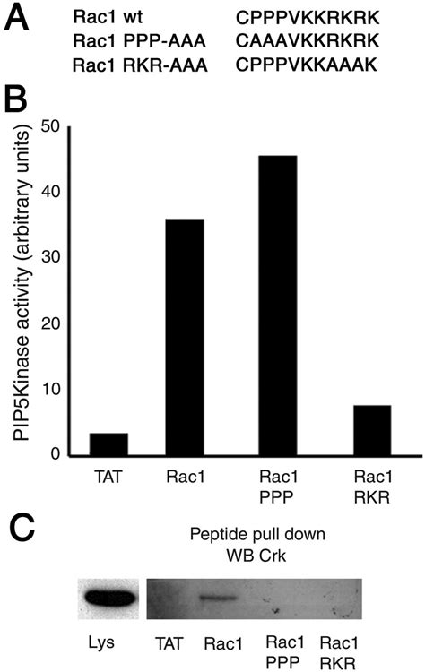 The C Terminal Domain Of Rac1 Contains Two Motifs That Control